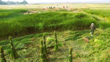 Những mùa cói trên “ốc đảo” Hồng Lam