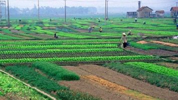 Bộ Nông nghiệp và Môi trường trả lời kiến nghị cử tri về hỗ trợ chuyển đổi nghề nghiệp cho người dân bị ảnh hường do thu hồi đất