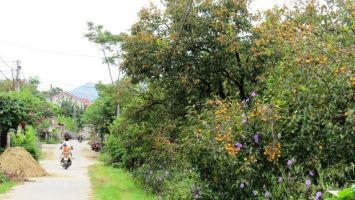 Nghệ An nhân rộng mô hình trồng hồng ở các xã miền núi