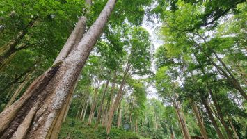 Nghệ An: Chuyển mục đích sử dụng 26,13245 ha rừng, thông qua 160 dự án phải thu hồi đất