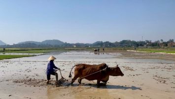 Trả lời kiến nghị cử tri xã Xuân Lâm về tu sửa trạm bơm và hệ thống kênh mương tưới tiêu, phục vụ sản xuất