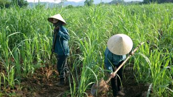 Phản hồi kiến nghị cử tri xã Tân Phú: Quyết liệt rà soát, thu hồi diện tích đất sử dụng kém hiệu quả tại Công ty CP Nông nghiệp Sông Con