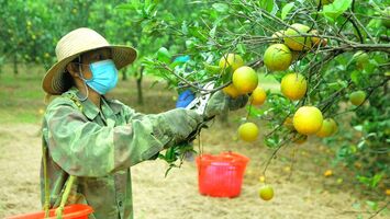 Nghệ An chuẩn bị tổ chức livestream quảng bá cam Vinh