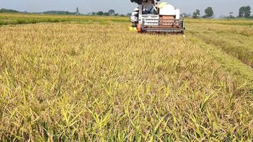 Nông nghiệp Việt: Thay đổi từ tư duy địa phương sang tư duy toàn cầu