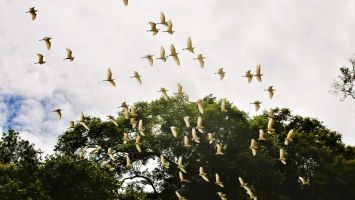 Sắc xuân miền tây Nghệ An