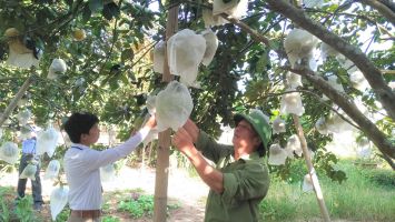 Hiệu quả thiết thực từ mô hình vườn chuẩn, vườn mẫu nông thôn mới ở Anh Sơn