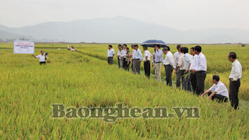 Nghị quyết hỗ trợ đầu tư xây dựng mô hình "cánh đồng mẫu lớn’’ bước đầu hiệu quả