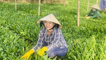 Nghệ An: Sản phẩm OCOP rộng đường xuất khẩu