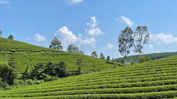 Khởi sắc vùng chè xứ Nghệ