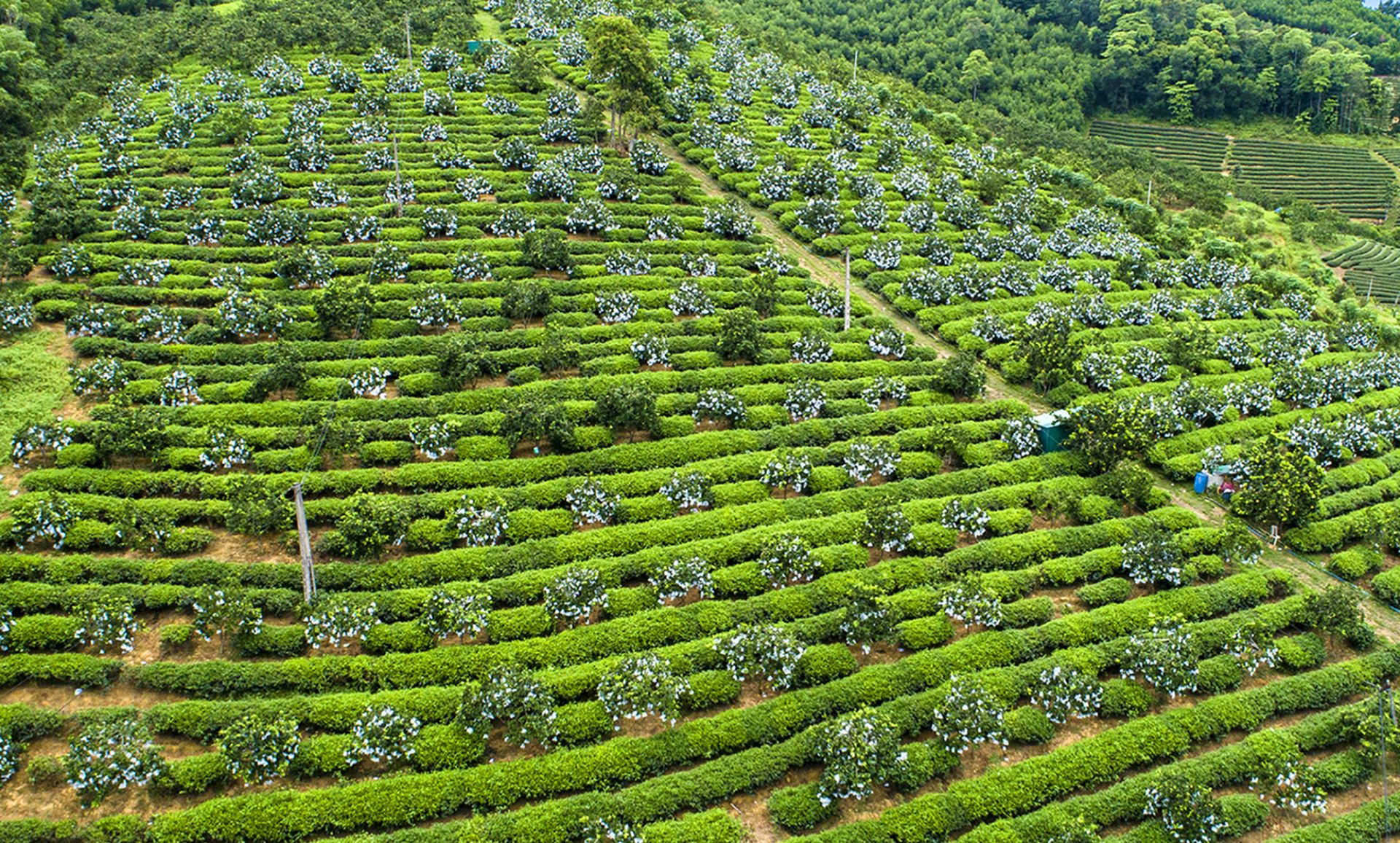cam-thanh-duc-le-quang-dung.jpg