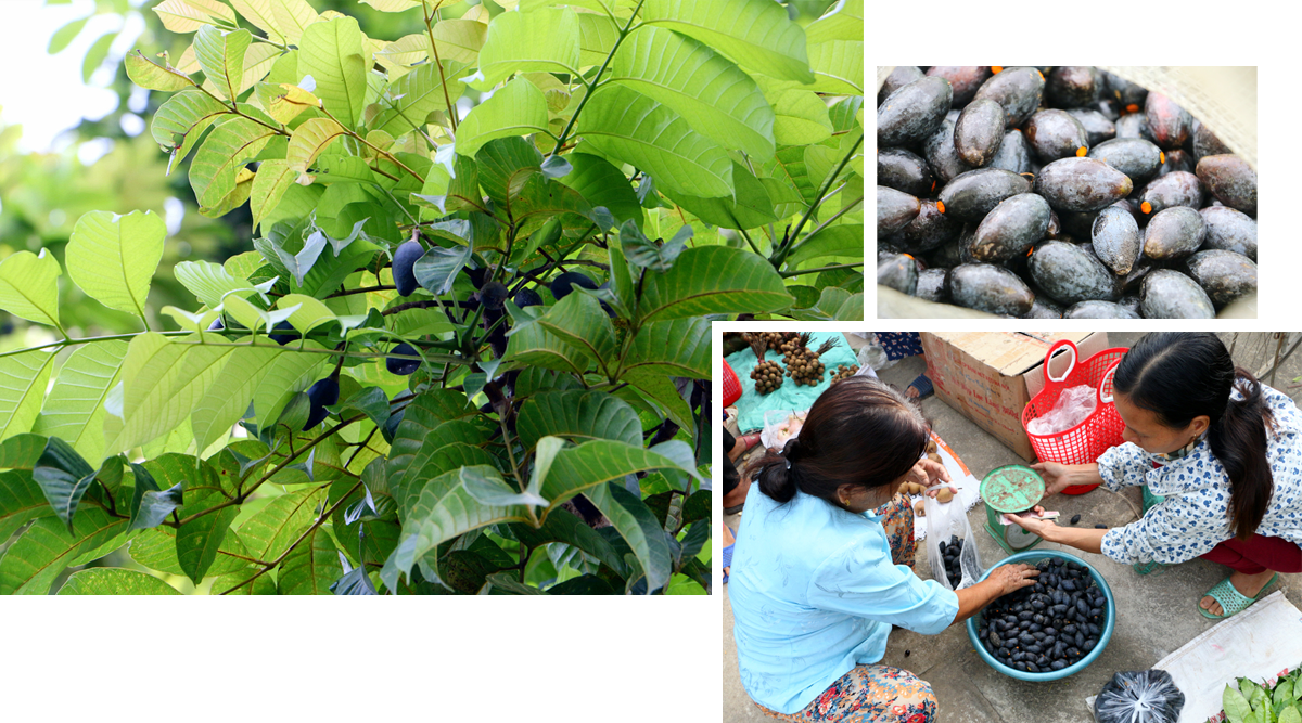 qua-tram-den-da-tro-thanh-dac-san-noi-tieng-o-thanh-chuong-lam-tung-1.png