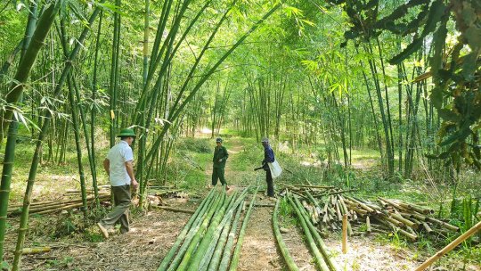 Phát triển sinh kế từ cây Mét tại huyện nghèo 30a Tây Nghệ An, Tương Dương