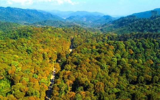 Nghệ An tiềm năng phát triển rừng gỗ lớn