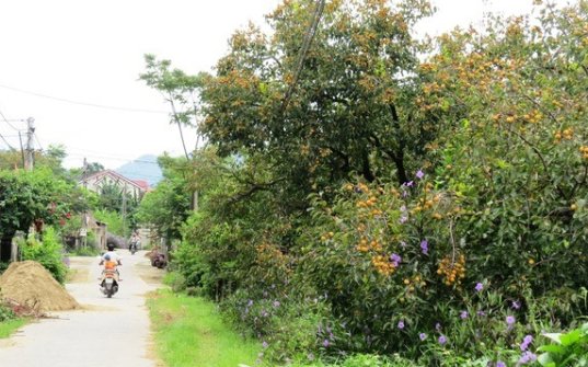 Nghệ An nhân rộng mô hình trồng hồng ở các xã miền núi